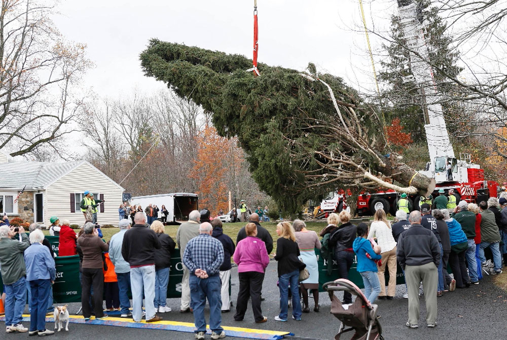 Muchos miran con entusiasmo como cortan el árbol de 76 pies de altura, el mismo que adornará Rockefeller Center. Fue escogido en Shelton, Connecticut.