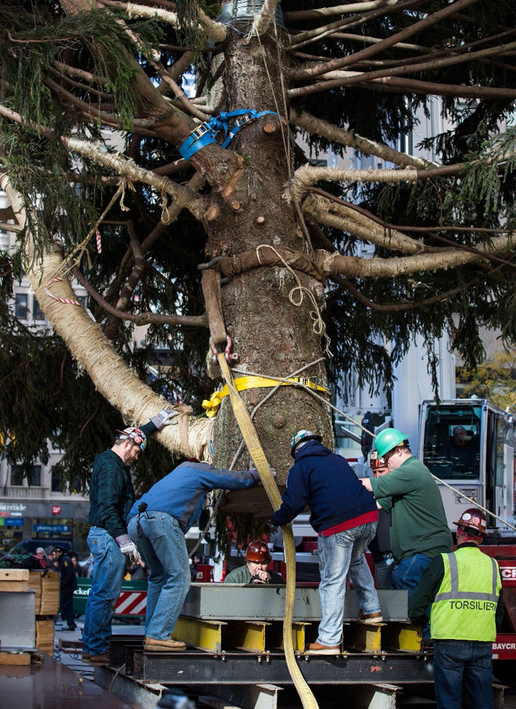 El árbol es escogido por el director de jardinería del complejo Rockefeller Center y se trata de un Picea Abies, que supera siempre el medio siglo de edad y los 20 metros de altura. 