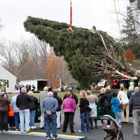 Muchos miran con entusiasmo como cortan el árbol de 76 pies de altura, el mismo que adornará Rockefeller Center. Fue escogido en Shelton, Connecticut.