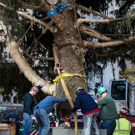 El árbol es escogido por el director de jardinería del complejo Rockefeller Center y se trata de un Picea Abies, que supera siempre el medio siglo de edad y los 20 metros de altura. 